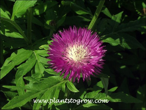 The beautiful fringed flower of the Knapweed cultivar 